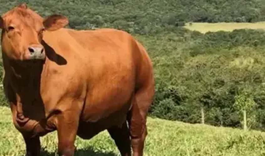 Boi gordo hoje: confira as cotações desta segunda (10)