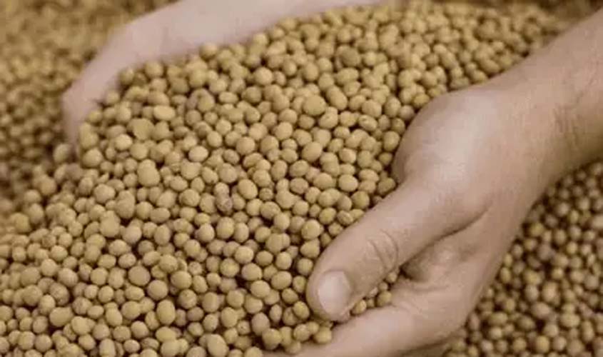 Soja e trigo: confira os preços desta segunda (10)