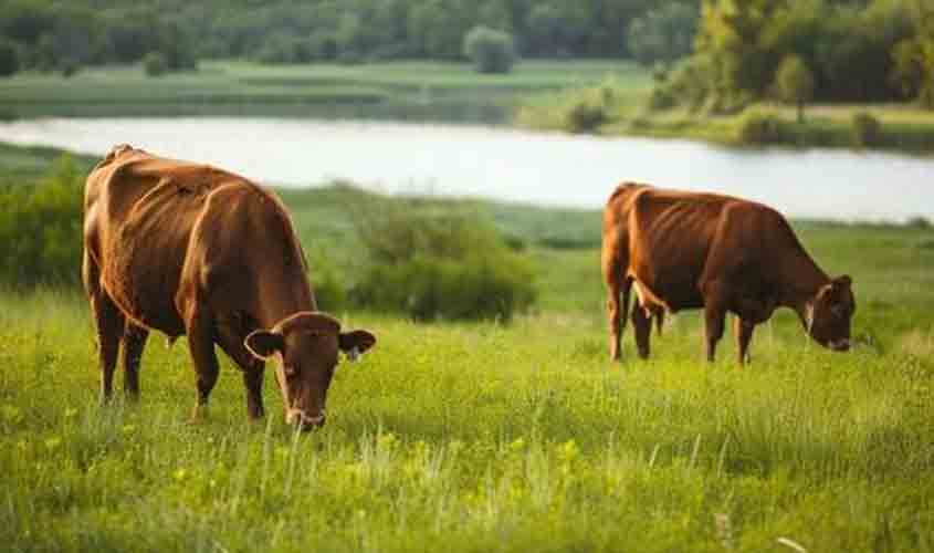 Boi gordo em queda cotado a R$ 293,90