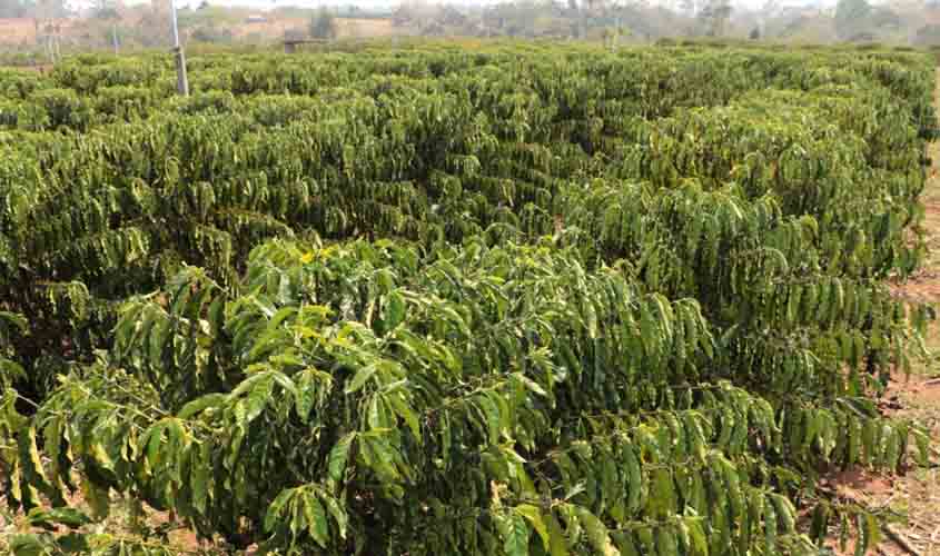 Investimentos do governo de RO fortalecem a produção agrícola e o crescimento econômico da região