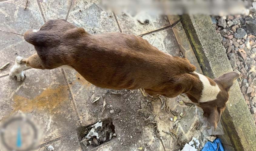 Polícia Civil resgata cadela em situação de risco 