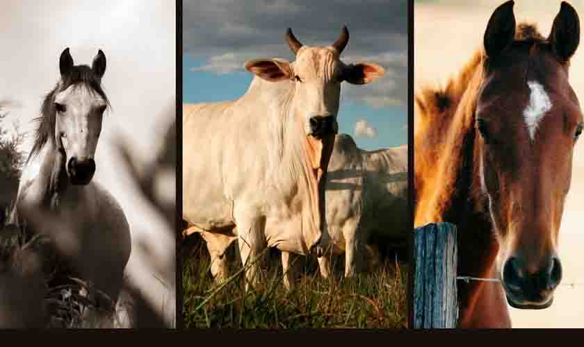 IFRO Campus Jaru promove o 1º Simpósio do Grupo de Estudos em Animais de Grande Porte (GEAGP)