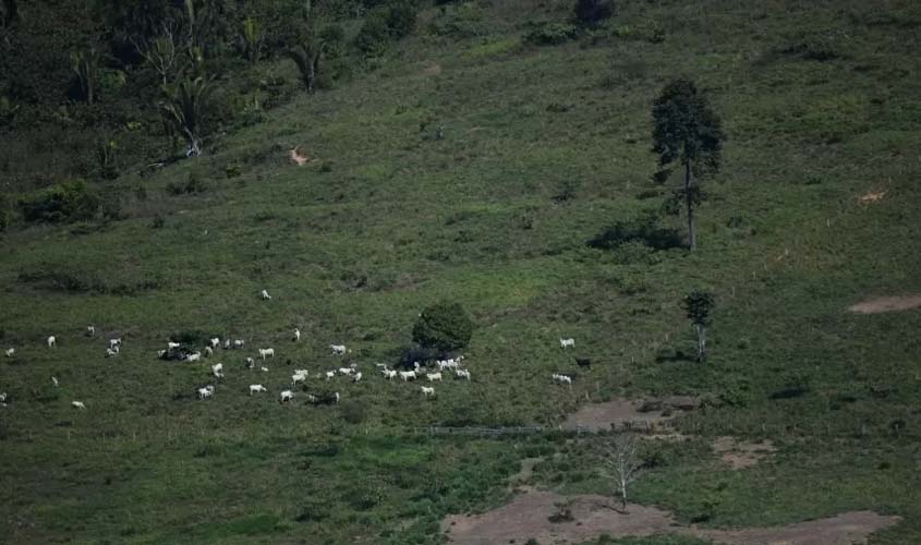 Investigação exclusiva liderada pelo Greenpeace Brasil apresenta compra de gado em área de desmatamento na Amazônia