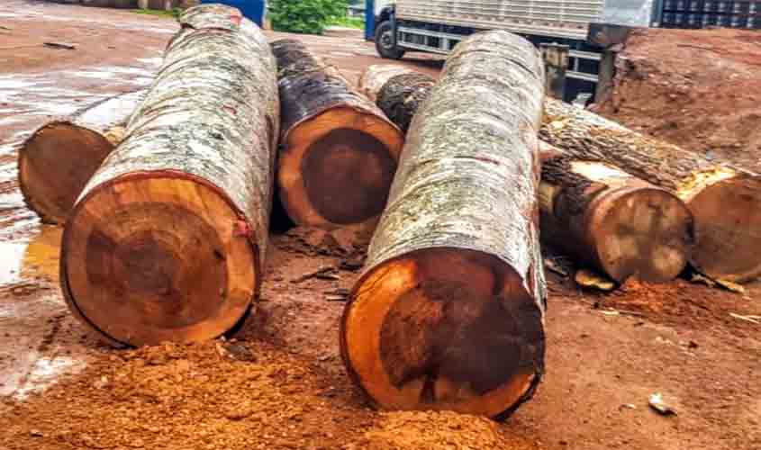PF deflagra operação contra extração de madeira em terras indígenas