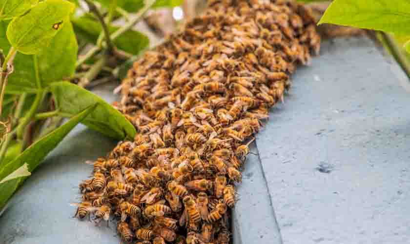 Ação conjunta busca fortalecer a produção de mel de abelha em Porto Velho