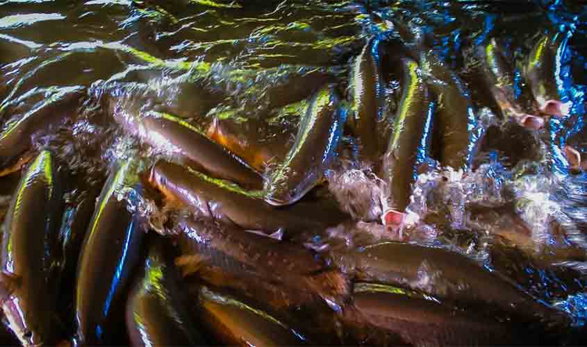 Período Defeso em Rondônia se estende até o final de março para o tambaqui e final de abril para o pirarucu