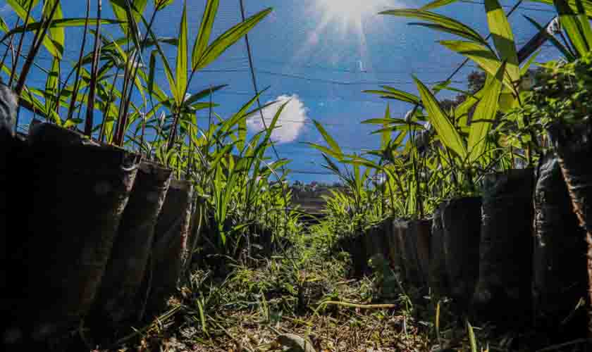 Viveiro Municipal é revitalizado e oferta mais de 21 mil mudas de plantas nativas à população