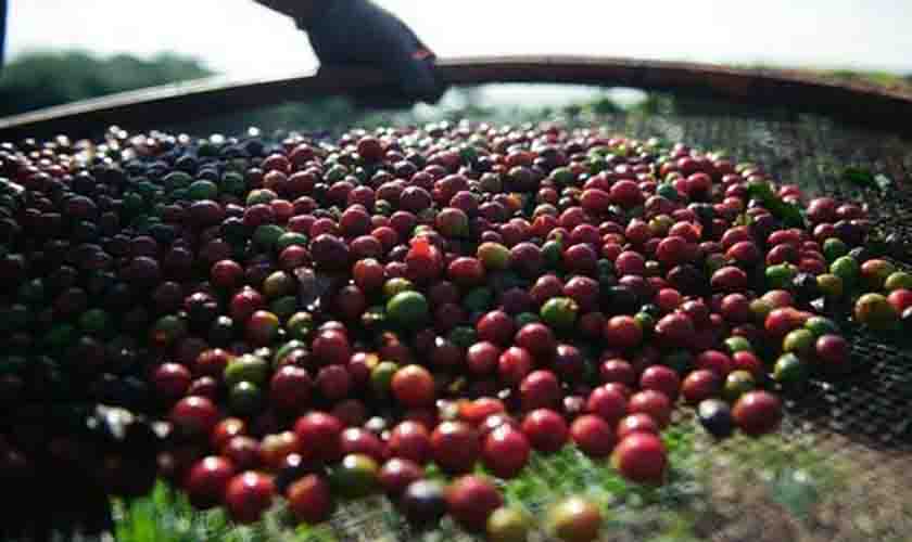 Preço do café registra queda nesta sexta-feira (11)