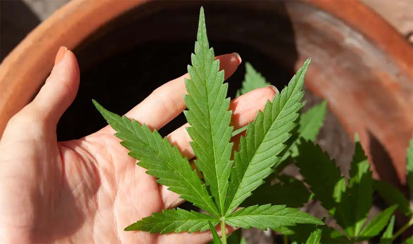 Descriminalização da maconha: '60g extrapola toda e qualquer razoabilidade', afirma delegado