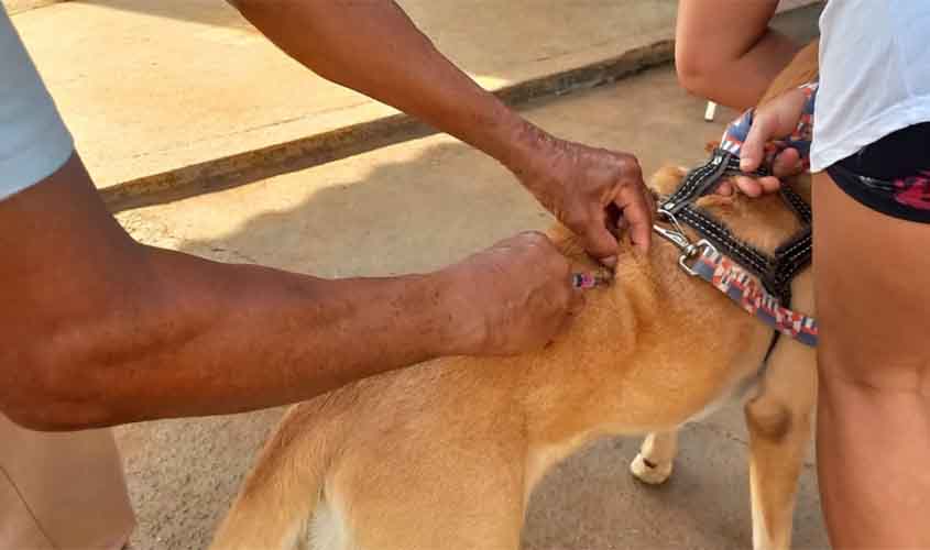 Ação da Prefeitura e Conselho Regional de Medicina Veterinária atende animais dos distritos atingidos pela cheia do Madeira