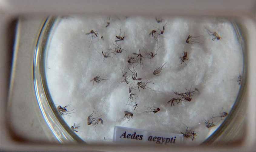 Vacina contra chikungunya já passa por testes em humanos