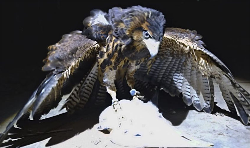 Captura de pombos colabora para saúde de vilhenenses e limpa espaços durante pandemia