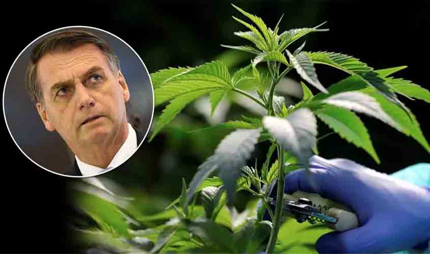 Bolsonaro chama de 'porcaria' projeto que trata de maconha para fins medicinais