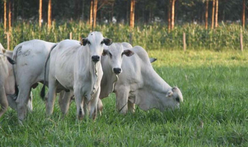 Preço do boi gordo sofre queda nesta quarta-feira (11)