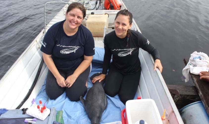 Filhote de peixe-boi é resgatado pelo Instituto Mamirauá na Reserva Amanã