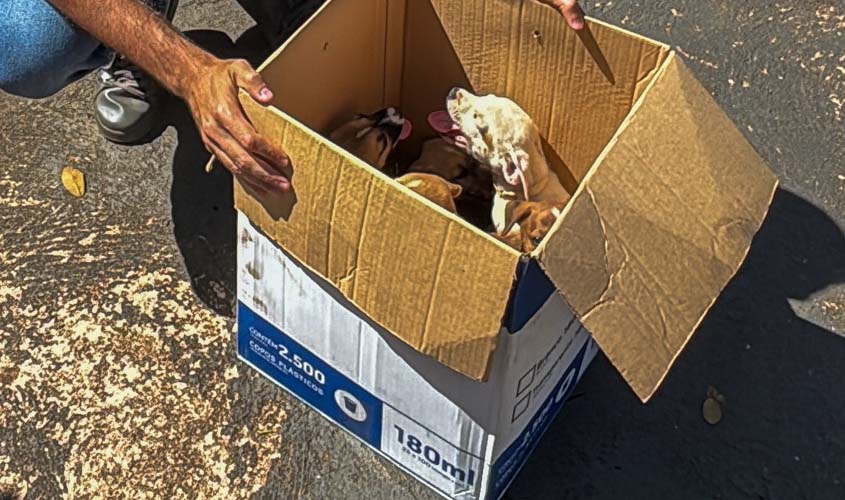 Filhotes encontrados na rua são resgatados