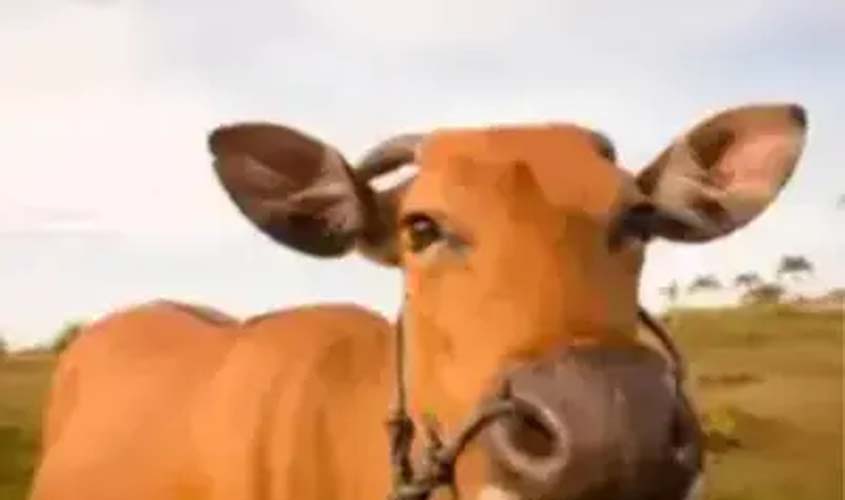 Boi gordo cai 0,11% e arroba vai a R$ 353,15 em SP