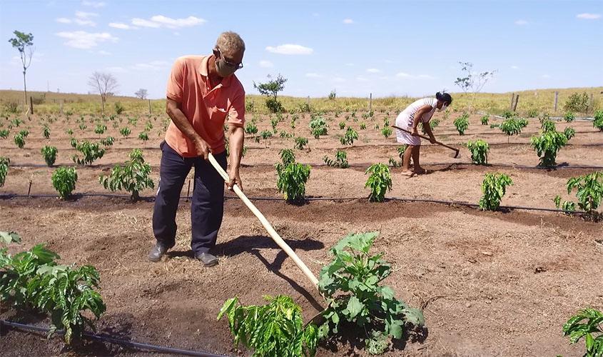 Distribuição de mudas de café clonal incentiva produtores a investir na lavoura