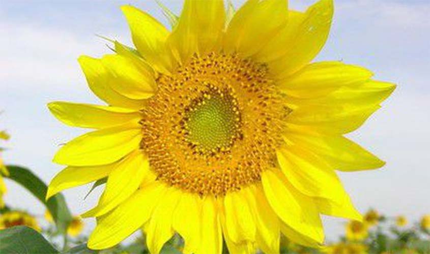 Vídeo alerta para importância do combate à automutilação e ao suicídio