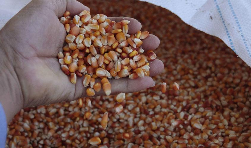 Rondônia avança na produção de milho e colhe 954 mil toneladas na safra 2020