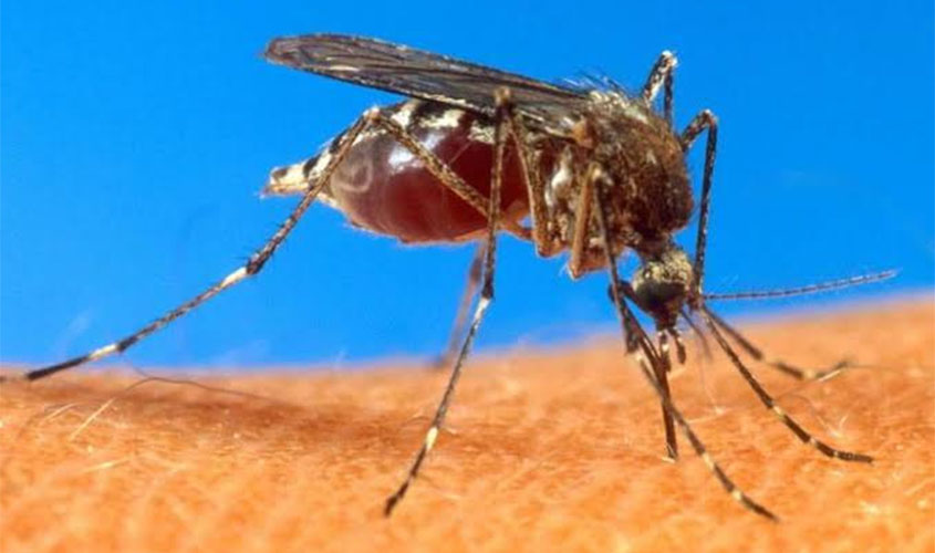 Agevisa realiza encontro de capacitação para profissionais de saúde sobre dengue e outras doenças