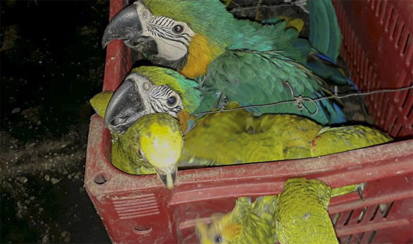 Ibama apreende 39 animais em operação contra o tráfico