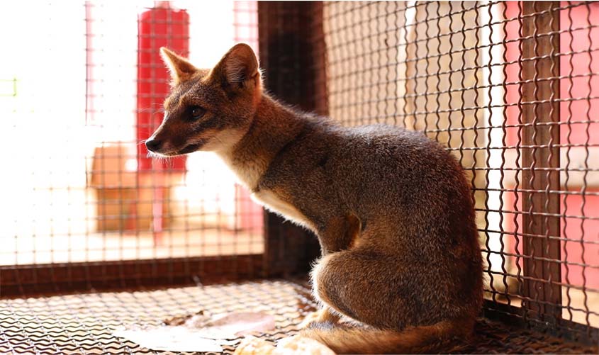 Jaguatirica, raposas e cobras: Semma cuida e devolve à natureza 14 animais silvestres em outubro com parceria de órgãos ambientais