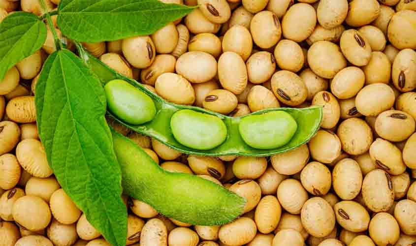 RONDÔNIA – Comercialização antecipada de soja chega a 91%