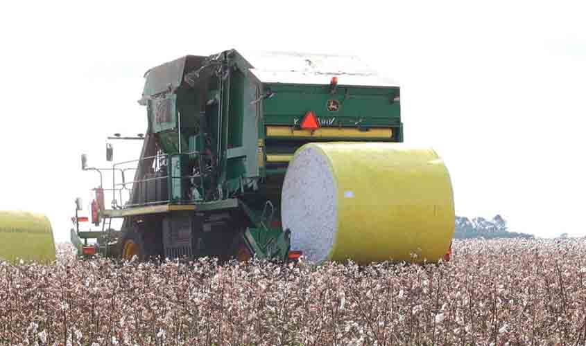 Monitoramento utilizado no combate a praga que atinge a produção de algodão em Rondônia é reforçado