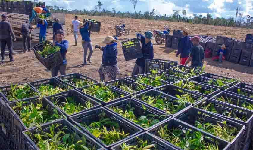 Primeiro reflorestamento em Unidade de Conservação no Brasil sofre ameaça