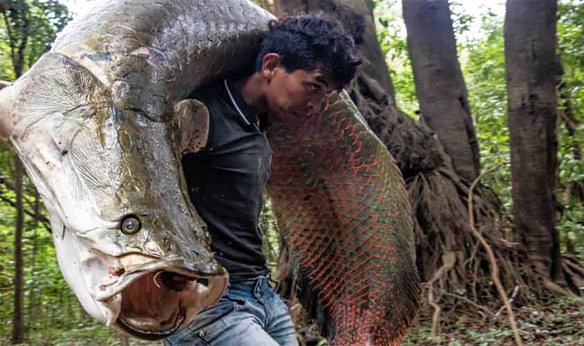 Alta gastronomia brasileira está de olho no pirarucu manejado da Amazônia