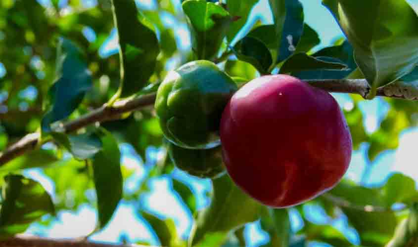 Mais de 70 agroindústrias familiares de Rondônia trabalham com a produção de polpa de frutas
