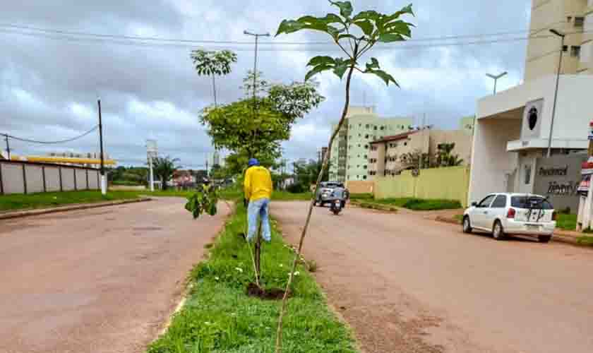 Canteiros centrais de Porto Velho ganham plantio de mudas de árvores