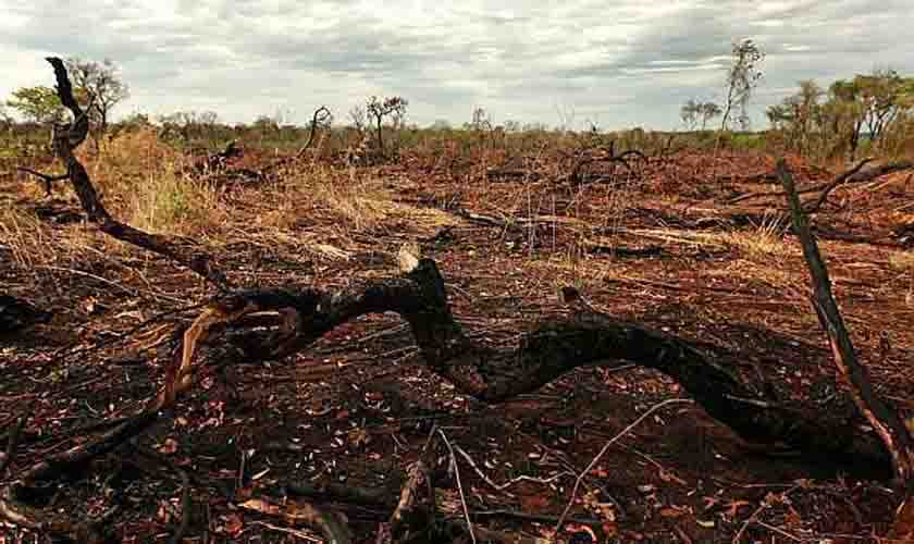 Desmatamento no Cerrado traz alerta para segurança hídrica