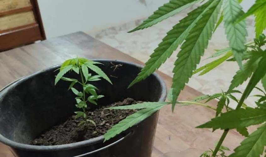 Dupla é presa com pé de maconha e outros entorpecentes