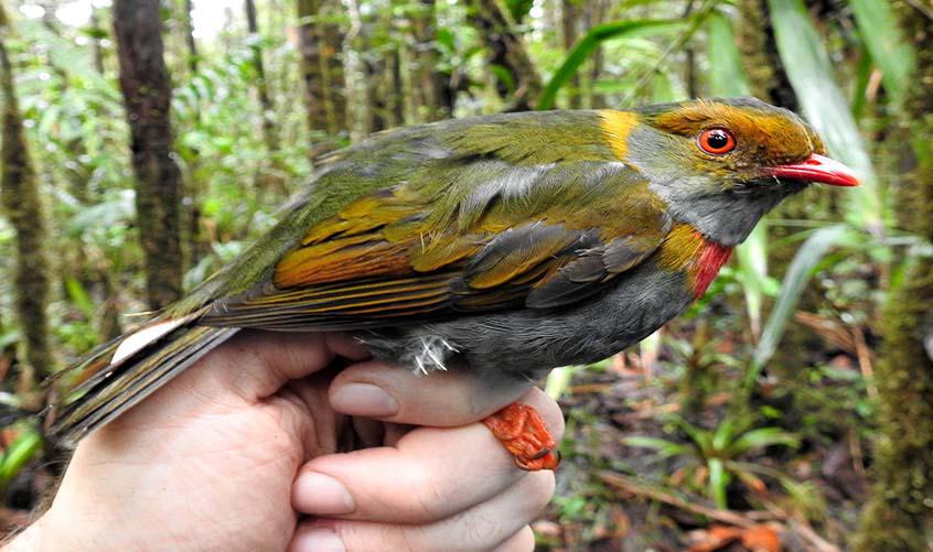 Expedição documenta biodiversidade amazônica