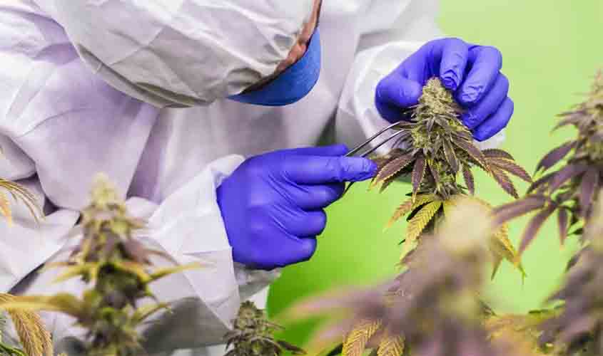 STJ nega mais prazo para regulamentar cannabis para fins medicinais