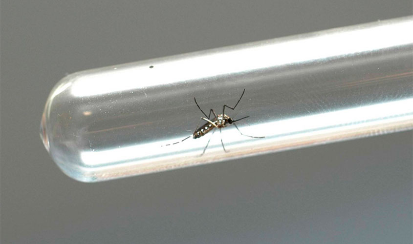 Especialista explica sintomas da dengue, zika e chikungunya