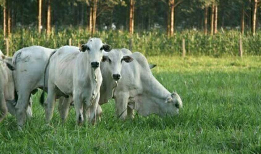 Arroba do boi gordo está cotado em baixa em São Paulo