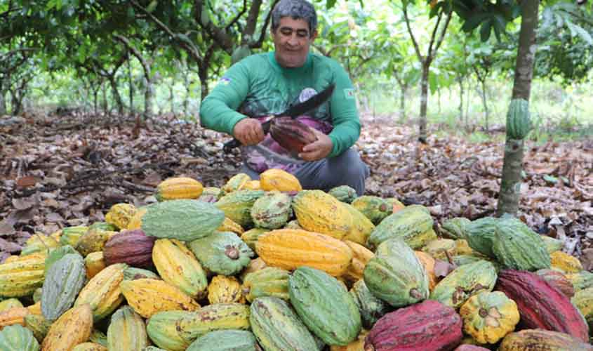 Produtores familiares e governo de RO celebram início da colheita do cacau