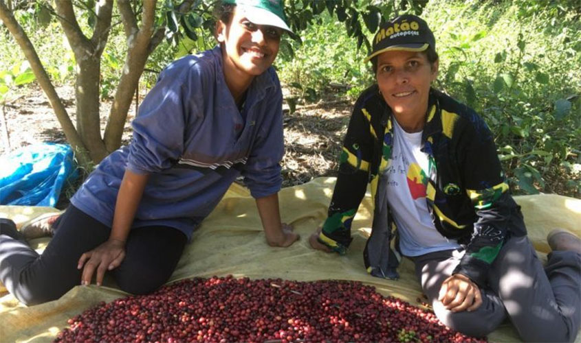 Colheita dos cafés Robustas Amazônicos avança e chega a 40% em Rondônia