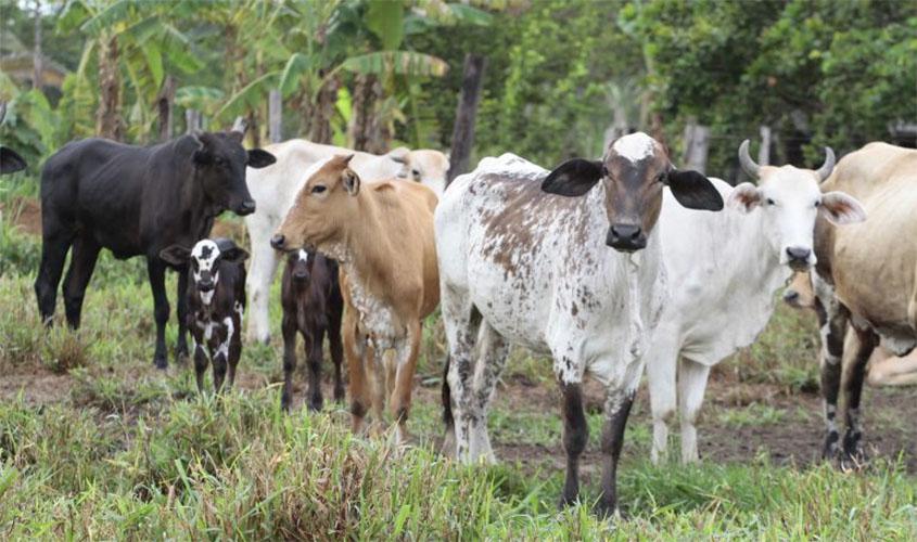 Prazo para declaração de rebanho à Idaron é prorrogado até o dia 30 de junho