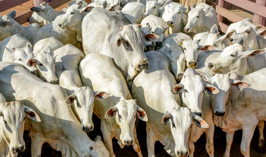 Redução do ICMS nas operações interestaduais com gado bovino é garantida pelo Governo de Rondônia