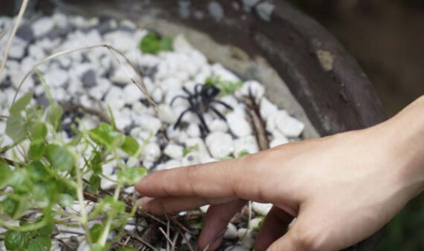 Agevisa reforça medidas para evitar acidentes com animais peçonhentos em período chuvoso