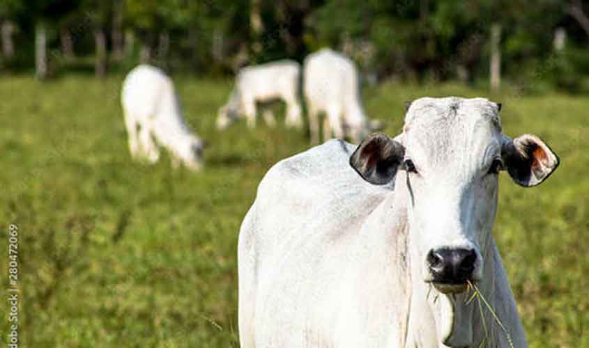 Boi gordo e frango apresentam estabilidade no preço, nesta segunda-feira (12)
