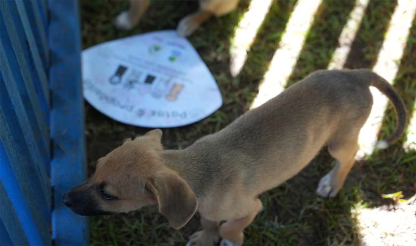 Prefeitura abre cadastro para protetoras de animais