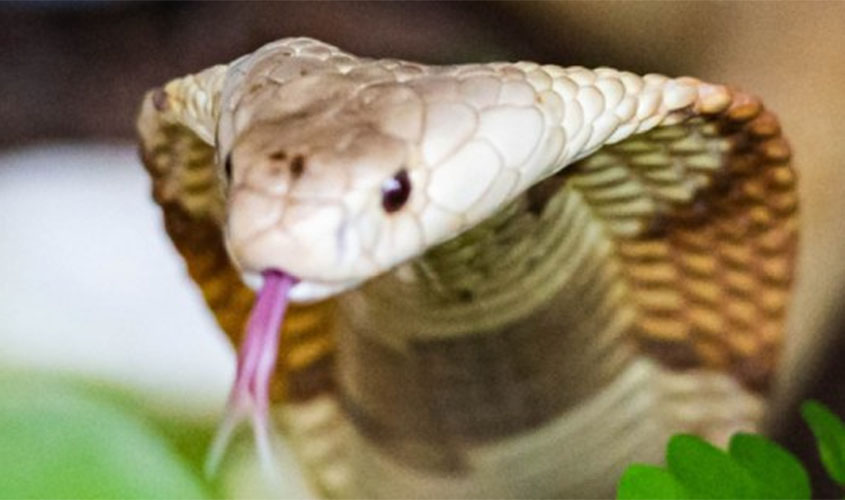 Após caso de naja, duas cobras são entregues voluntariamente ao Ibama