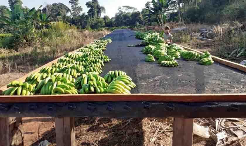 Com apoio da Funai, etnia Paiter Suruí consolida produção de banana em Rondônia
