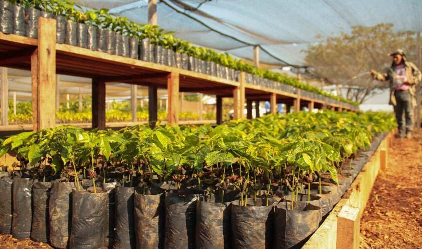  Rondônia é o terceiro maior produtor de Cacau do Brasil