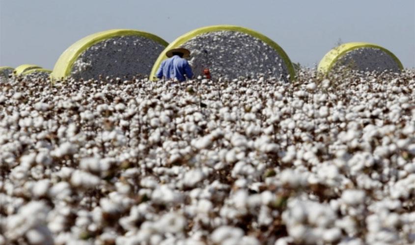 Colheita de algodão e milho 2ª safra deve ser encerrada neste mês